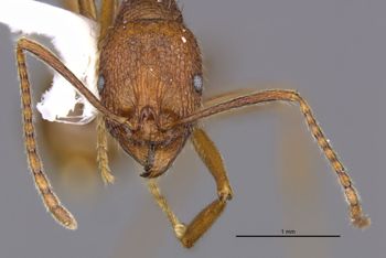 Media type: image;   Entomology 34927 Aspect: head frontal view